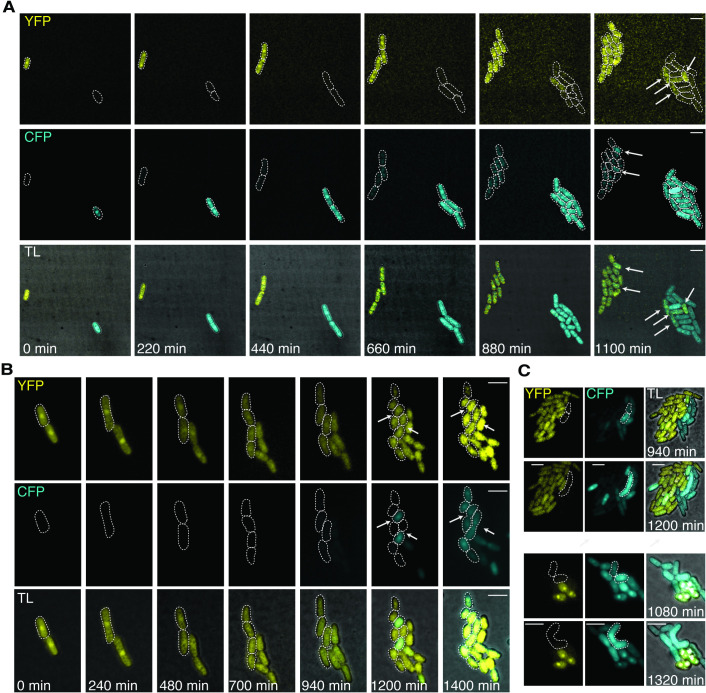 Figure 2—figure supplement 1.