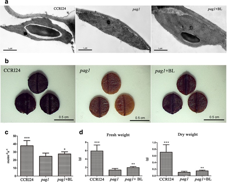 Fig. 5