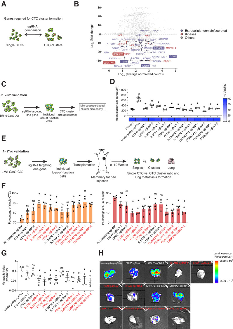 Figure 3. Identification of targetable genes required for CTC cluster generation. A, Schematic of the experimental design. sgRNA that are enriched in single CTCs but depleted in CTC clusters are identified, highlighting genes that are required for CTC cluster formation. B, Plot showing, at gene-level, the fold change and the average of normalized read counts over all CTC samples. The counts for each gene were obtained through sgRNA counts aggregation (see Materials and Methods). Depleted genes (≤ −3 log2-fold change; adjusted P ≤ 0.01) coding for proteins possessing an extracellular domain are shown in purple, kinases are shown in red, and others are shown in gray. Gene names highlighted with a border were selected for validation. C, Schematic describing in vitro validation of candidate genes by generation of BR16-Cas9-GFP-A2 individual loss-of-function cell lines and subsequent cluster size measurement with a dedicated assay. D, Plot showing the mean cluster size (area in μm2) of BR16-Cas9-GFP-A2 cells that were filtered through a 40-μm cell strainer (positive control; n = 12), transduced with a nontargeting sgRNA (negative control; n = 12), or transduced with sgRNAs targeting individual candidate genes (n = 4). The heatmap shows the mean percentage (%) of viability in each condition compared with negative control cells. E, Schematic showing the experimental design for in vivo validation of candidate genes. LM2-Cas9-GFP-C32 cells carrying sgRNAs targeting individual candidate genes were injected in the mammary fat pad of NSG mice. Upon tumor growth, the percentage of single CTCs and CTC clusters as well as the lung metastasis burden were assessed. F, Bar plot showing the percentage (%) of single CTCs and CTC clusters in mice injected with LM2-Cas9-GFP-C32 transduced either with nontargeting control sgRNA or with individual sgRNAs targeting candidate genes (n = 4). G, Plot showing the metastatic index of LM2-Cas9-GFP-C32 xenografts expressing a nontargeting control sgRNA or individual sgRNAs targeting candidate genes (n = 3–4). H, Representative images of the bioluminescence signal measured in the lungs of LM2-Cas9-GFP-C32 xenografts expressing a nontargeting control sgRNA or individual sgRNAs targeting candidate genes. *, P < 0.05 by two-tailed Student t test; ns, not significant. Error bars, SEM.