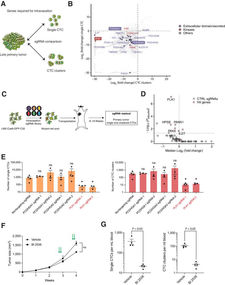 Figure 4. Identification of genes required for intravasation. A, Schematic of the experimental design. sgRNA that are present in the primary tumor but absent in all CTCs (both single CTCs and CTC clusters) are identified, highlighting genes that are required for CTC intravasation. B, Plot showing the fold change (log2) of depleted genes in single CTCs and CTC clusters when compared with late primary tumor. Dotted lines indicate a threshold for significant depletion (≤ −3 LFC; P ≤ 0.01). Genes coding for proteins possessing an extracellular domain are shown in purple, kinases are shown in red, and others are shown in gray. Gene names highlighted with a border were selected for validation. C, Schematic showing the experimental design for in vivo validation of candidate genes using a minipool sgRNA library (intravasation sgRNA library) comprising six sgRNAs per hit gene and 50 nontargeting control sgRNAs. After generation of a LM2-Cas9-GFP-C32 mutant cell pool, cells were injected into the mammary fat pad of NSG mice. Upon tumor growth, sgRNA complexity of primary tumors, single and clustered CTCs was assessed by isolation of gDNA and subsequent NGS. D, Volcano plot showing the median of normalized LFC and the Padjusted value for individual hit genes and non-targeting control sgRNAs between primary tumors and all CTCs (single and clustered CTCs) of mice injected with cells carrying the intravasation sgRNA minipool (n = 30). Genes with an adjusted P ≤ 0.05, at least 3 sgRNAs with LFC <0, and a median LFC <0 are labeled. E, Bar plot showing the ratio of single CTCs and CTC clusters in mice injected with LM2-Cas9-GFP-C32 cells transduced with individual sgRNAs targeting candidate genes compared with nontargeting control sgRNA (n = 4; *, P < 0.05 by two-tailed Student t test). F, Plot showing the primary tumor growth curve of LM2-GFP-Luc xenografts. n = 4; error bars, SEM. Mice were injected intravenously with either vehicle (0.9% NaCl + 0.1N HCL) or 40 mg/kg BI2536 for two consecutive days a week, for a total of two cycles (green arrows); ns, not significant by two-tailed Student t test. G, The plots show the mean number of single CTCs (left) and CTC clusters (right) per mL of blood isolated from LM2-GFP-Luc xenografts treated with either vehicle (0.9% NaCl + 0.1N HCL) or 40 mg/kg BI2536. n = 4; The P value is shown in the graph by two-sided Student t test.