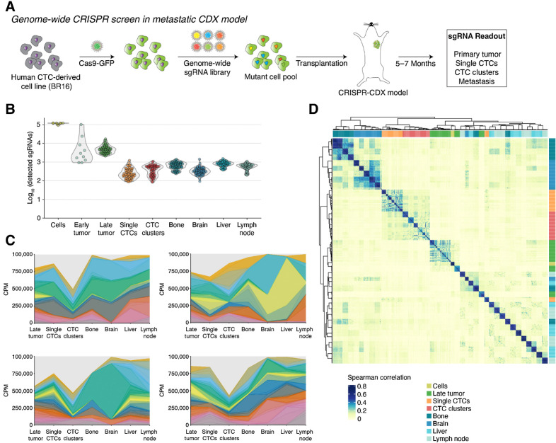 Figure 2. In vivo loss-of-function genome-wide CRISPR screen in human CTC-derived xenografts. A, Schematic of in vivo genome-wide loss-of-function CRISPR screen in CRISPR-CDX-BR16 mice. BR16-Cas9-GFP cells were transduced with hGeCKOv2 sgRNA library and injected in the mammary fat pad of NSG mice. After 22–28 weeks, primary tumor, single CTCs, CTC clusters, and organs with metastasis were isolated and subjected to NGS for sgRNA readout. B, Violin plot showing the number of detected sgRNAs (threshold ≥ 5 reads per sgRNA) in cells before injection, early primary tumors (12 weeks after transplantation), late primary tumors, single CTCs, CTC clusters, and organs with metastasis (bone, brain, liver, lymph node; all 22–28 weeks after transplantation); n = 8 for cells, n = 10 for early primary tumor, n = 69 for late primary tumor, n = 55 for single CTCs, n = 59 for CTC clusters, n = 69 for bone, n = 68 for brain, n = 68 liver, and n = 69 for lymph nodes. C, Representative plots showing sgRNA population dynamics along the metastatic process in individual mice. Colored areas represent counts per million (CPM) of sgRNAs detected in multiple sample categories. D, Unsupervised hierarchical clustering of the pairwise Spearman correlation of log2 sgRNA normalized counts from cells before injection (cells), late primary tumor, single CTCs, CTC clusters, and organs with metastasis (bone, brain, liver, and lymph node), showing high concordance by sample type.