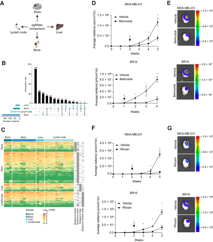 Figure 5. Identification of genes required for organ-specific metastasis and treatment of brain metastasis. A, Schematic of the experimental design. sgRNAs that are specifically depleted in individual metastatic organs are identified, highlighting genes that are required for organ-specific metastasis. B, UpSetR plot showing the intersection of gene sets that are depleted in liver (n = 45), bone (n = 68), lymph node (n = 98), and brain (n = 180). C, Heatmap of expression (transcripts per million) of genes that were depleted in bone (n = 3), brain (n = 9), liver (n = 3), and lymph node (n = 11) metastases in the BR16–CDX model. D, Plot showing the luminescence signal (ph/sec/cm2/sr) over time from NSG mice intracranially injected with either 2.0 × 105 MDA-MB-231-GFP-Luc (top) or 4.5 × 105 BR16-RFP-Luc (bottom) cells and treated either with vehicle (l-arginine (100 mg/mL) in ddH2O) or 80 mg/kg belinostat for five consecutive days a week, for a total of three cycles. Black arrow, treatment start. n = 3 (vehicle), n = 5 (belinostat). E, Representative images of the bioluminescence signal measured from brains of NSG mice intracranially injected with either MDA-MB-231-GFP-Luc (top) or BR16-GFP-Luc (bottom) cells and treated either with vehicle [l-arginine (100 mg/mL) in ddH2O] or 80 mg/kg belinostat. F, Plot showing the luminescence signal (ph/sec/cm2/sr) over time from NSG mice intracranially injected with 2.0 × 105 MDA-MB-231-GFP-Luc (top) or 4.5 × 105 BR16-RFP-Luc (bottom) cells and treated with either vehicle (0.9% NaCl) or 20 mg/kg rhosin each day, for a total of three weeks. Black arrow, treatment start. n = 3 (vehicle); n = 5 (rhosin). G, Representative images of the bioluminescence signal measured from brains of NSG mice intracranially injected with either MDA-MB-231-GFP-Luc (top) or BR16-GFP-Luc (bottom) cells and treated either with vehicle (0.9% NaCl) or 20 mg/kg rhosin. *, P < 0.05 by Student t test; error bars, SEM.