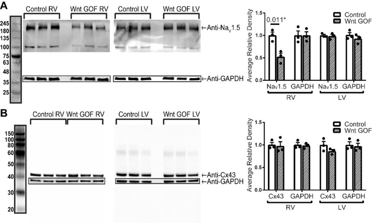 Figure 2 –