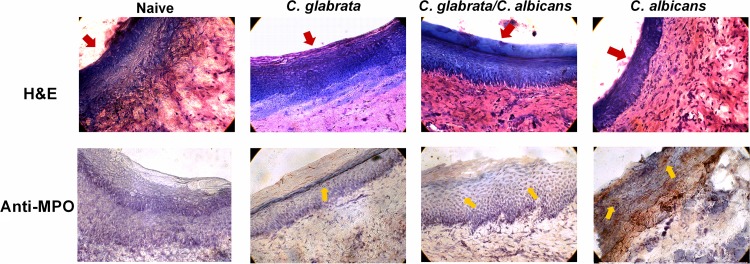 FIG 4