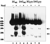 FIG. 7