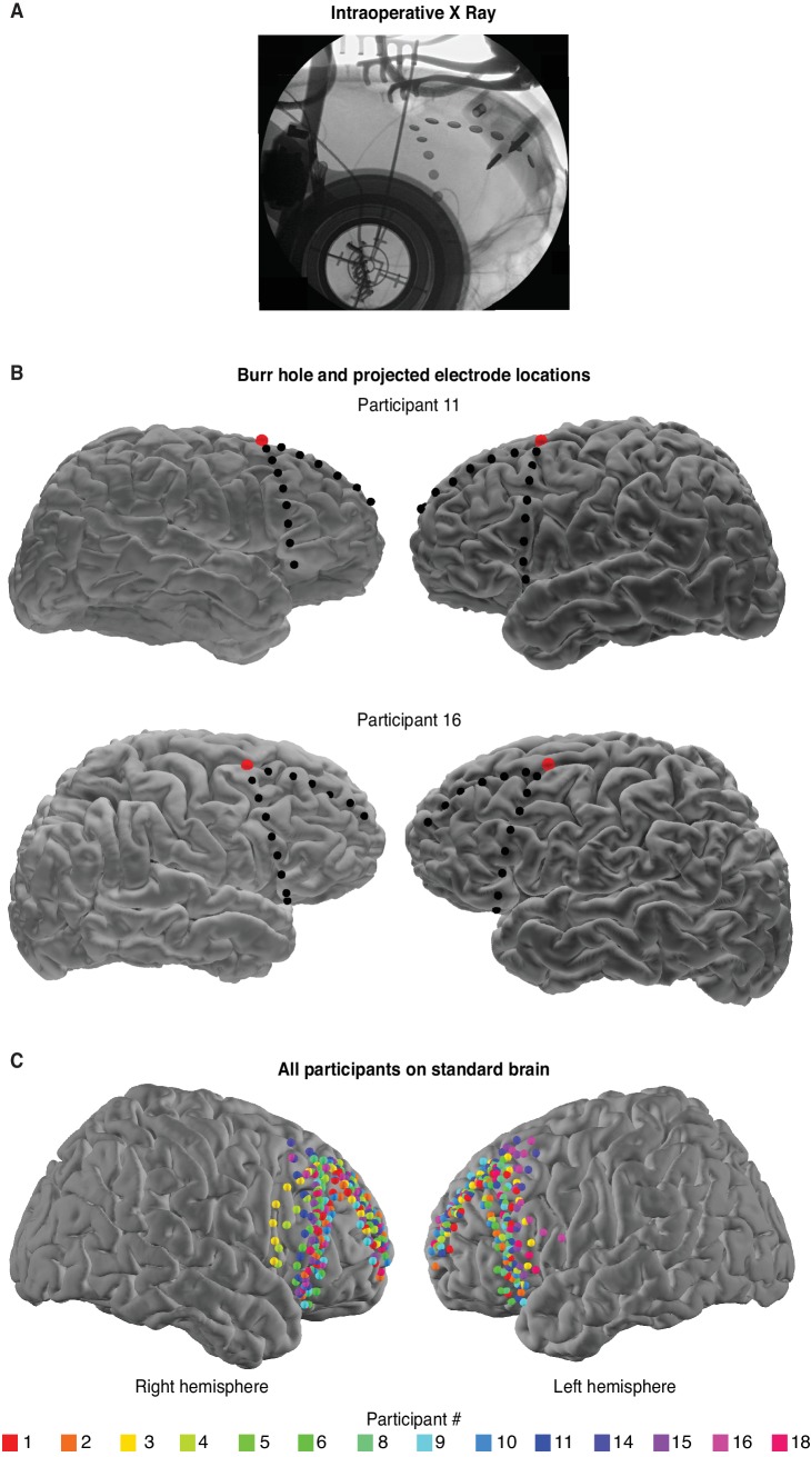 Figure 1—figure supplement 1.