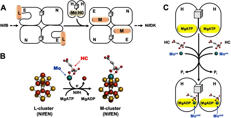 FIGURE 3.