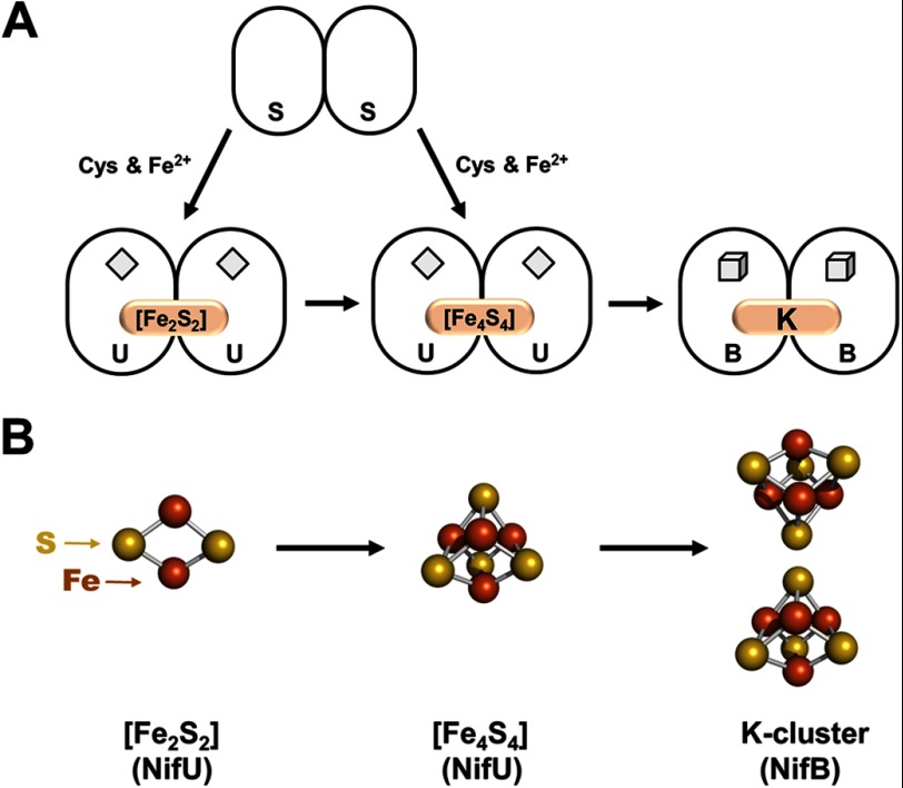 FIGURE 1.