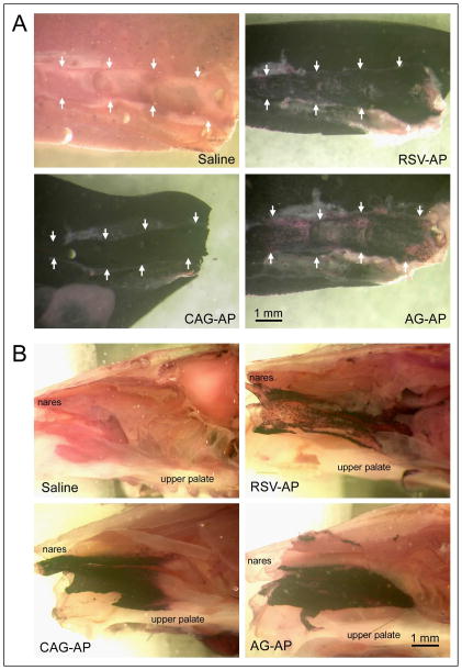 Fig. 4