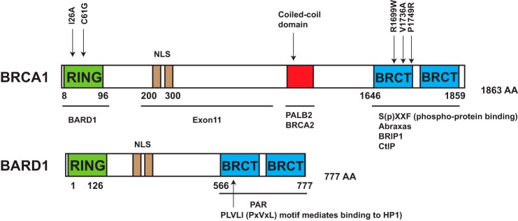 FIGURE 1.