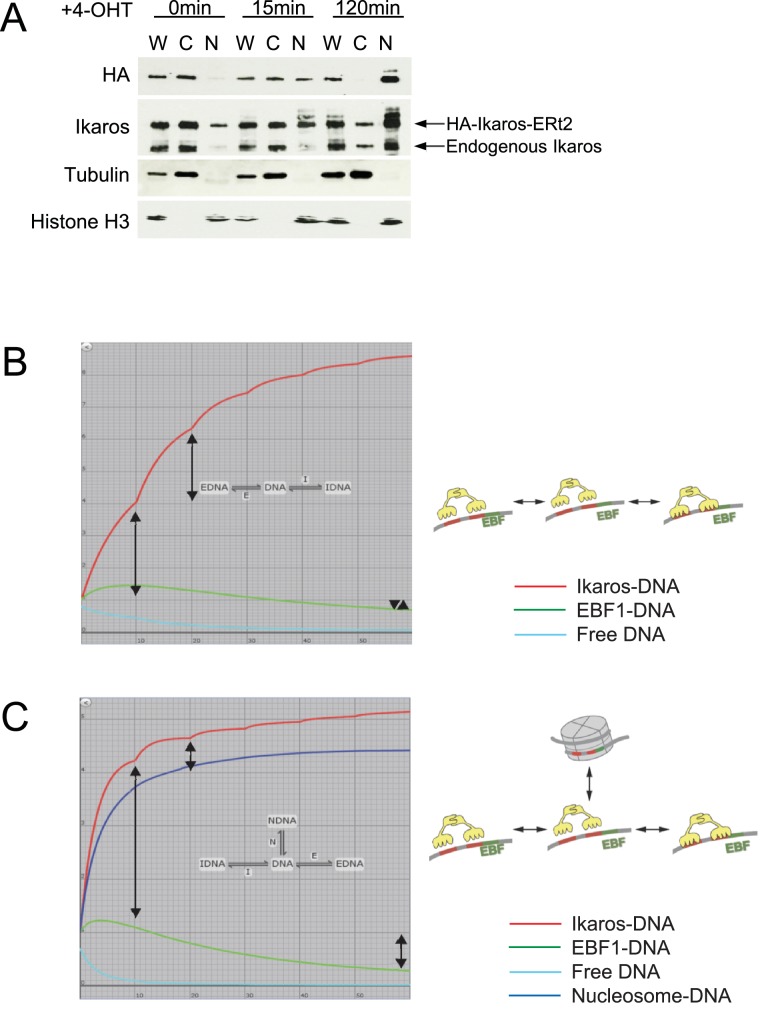 Figure 1—figure supplement 1.