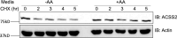 Figure 2—figure supplement 3.