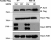 Figure 2—figure supplement 8.