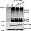Figure 2—figure supplement 9.