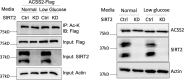 Figure 1—figure supplement 3.