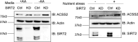 Figure 2—figure supplement 2.