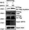 Figure 1—figure supplement 1.