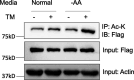Figure 1—figure supplement 4.