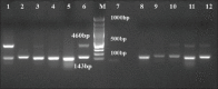 Figure-2