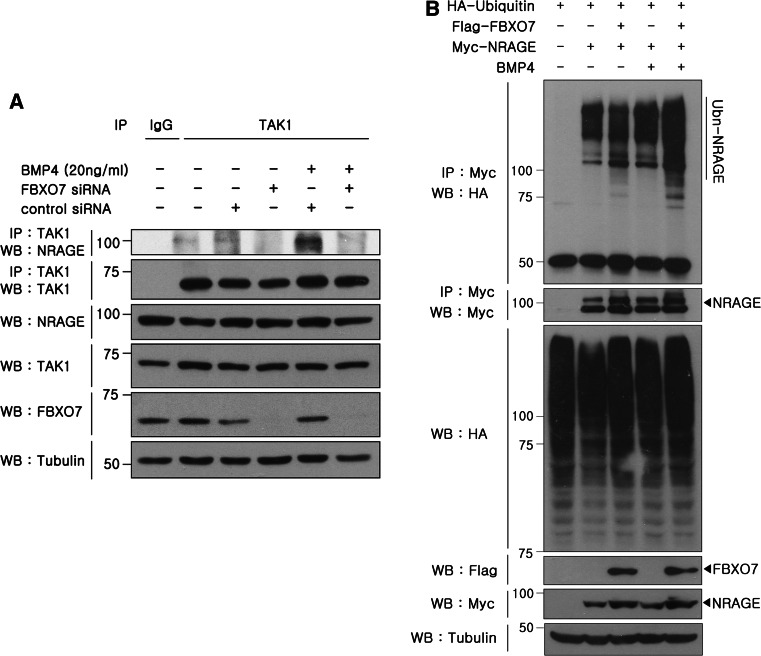 Fig. 6