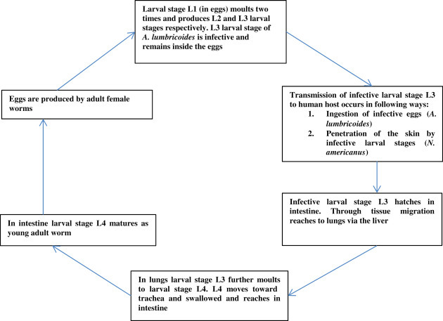 Figure 12.6