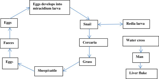 Figure 12.7