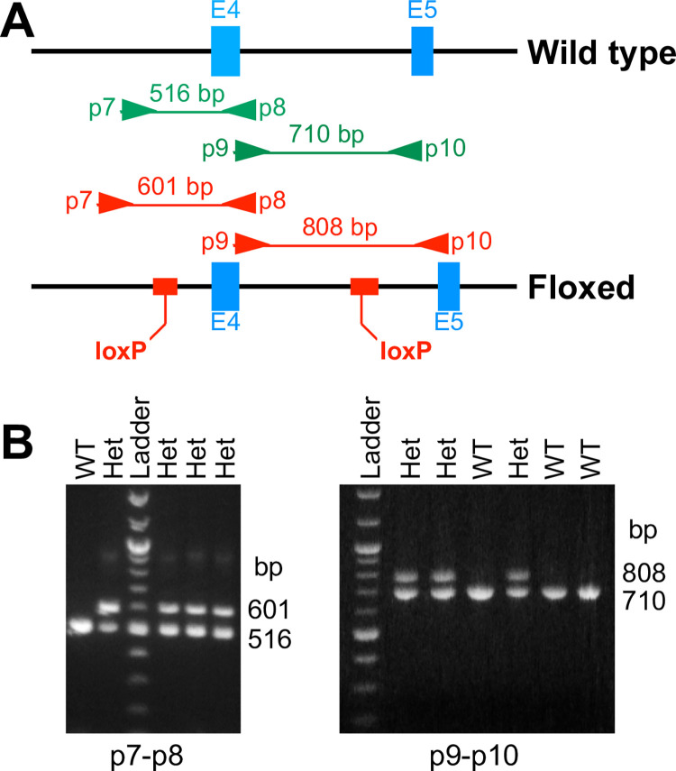 Fig 2