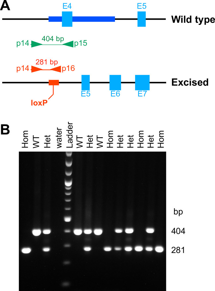 Fig 6