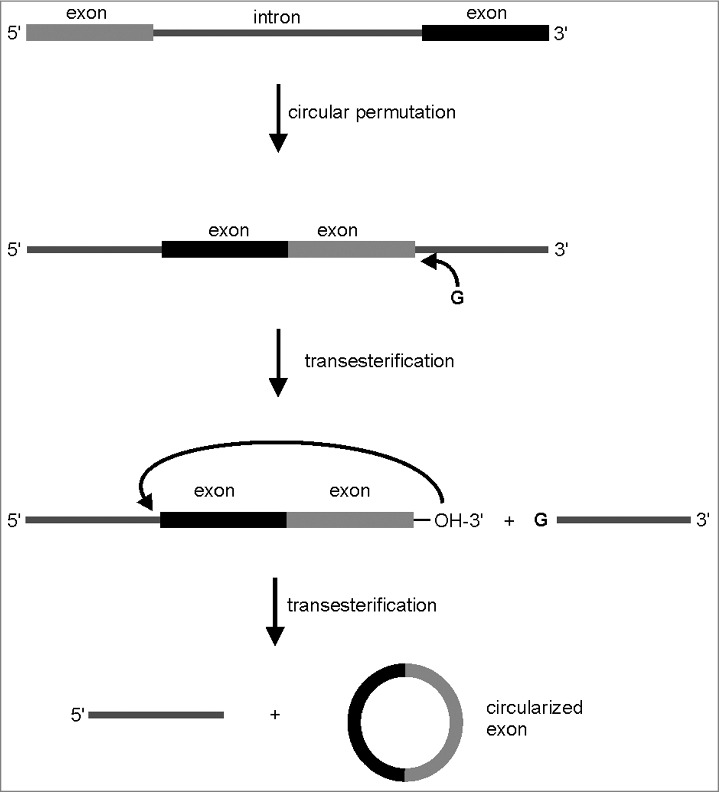 In vitro circularization of RNA - PMC