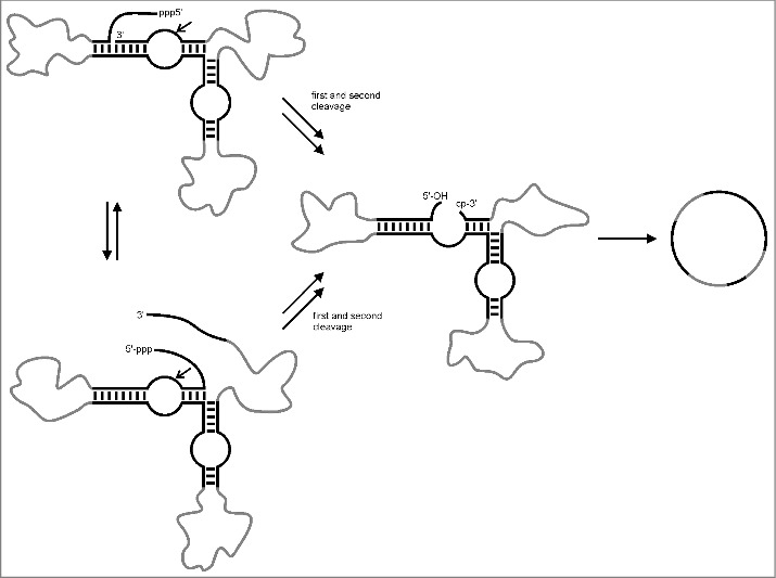 In vitro circularization of RNA - PMC