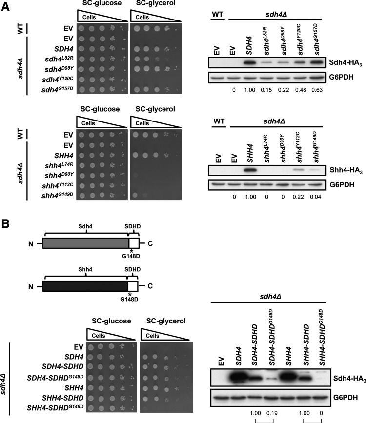 FIG. 6.