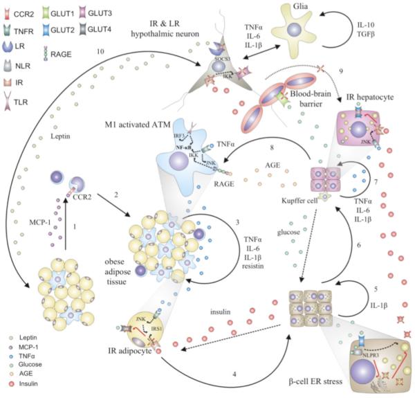 Fig. (3)