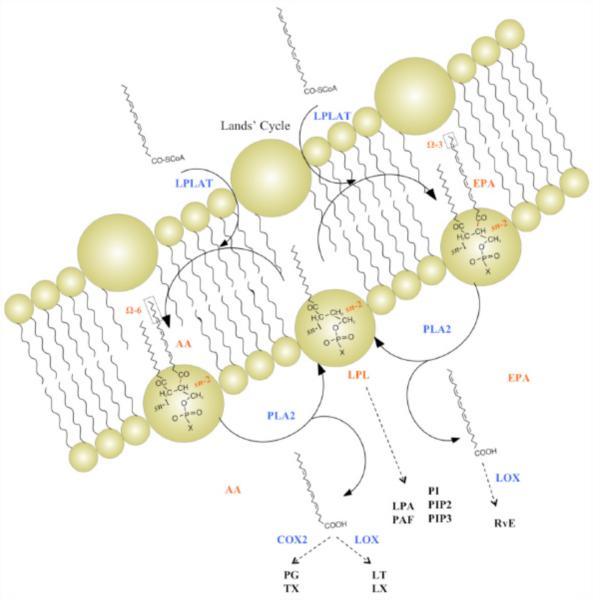 Fig. (6)