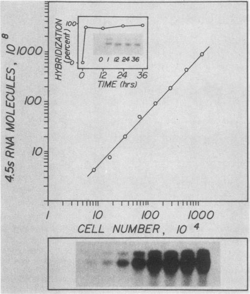 graphic file with name molcellb00089-0162-a.jpg