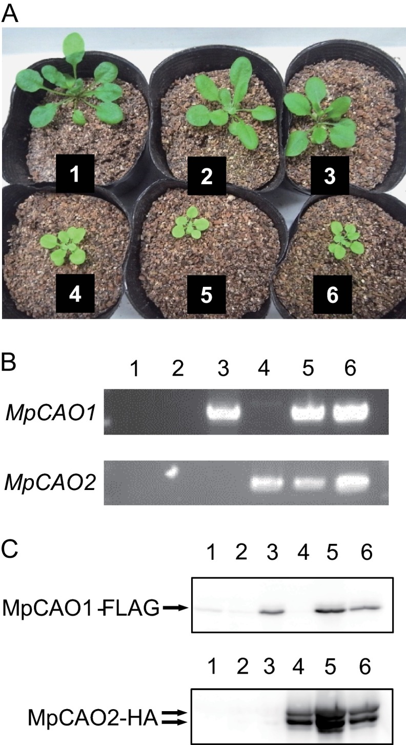 FIGURE 4.