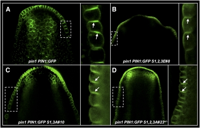 Figure 5.