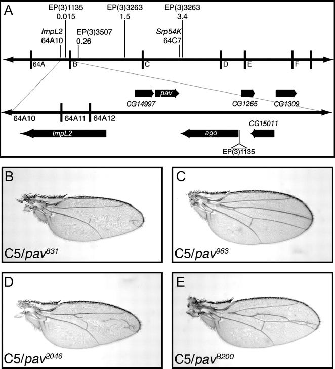 Figure 5.—