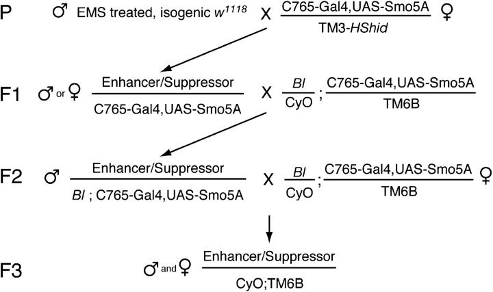 Figure 2.—