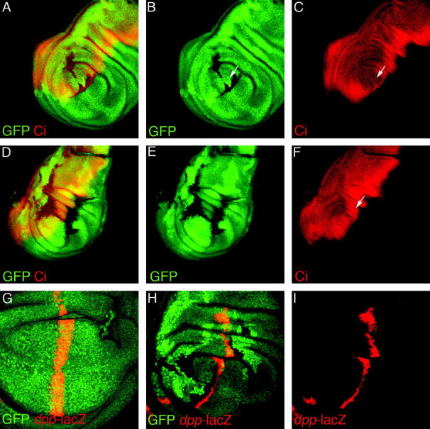 Figure 6.—