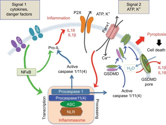 Figure 2