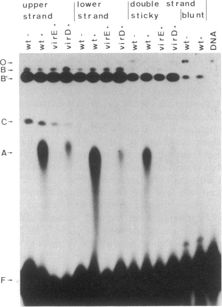 graphic file with name pnas00339-0263-a.jpg