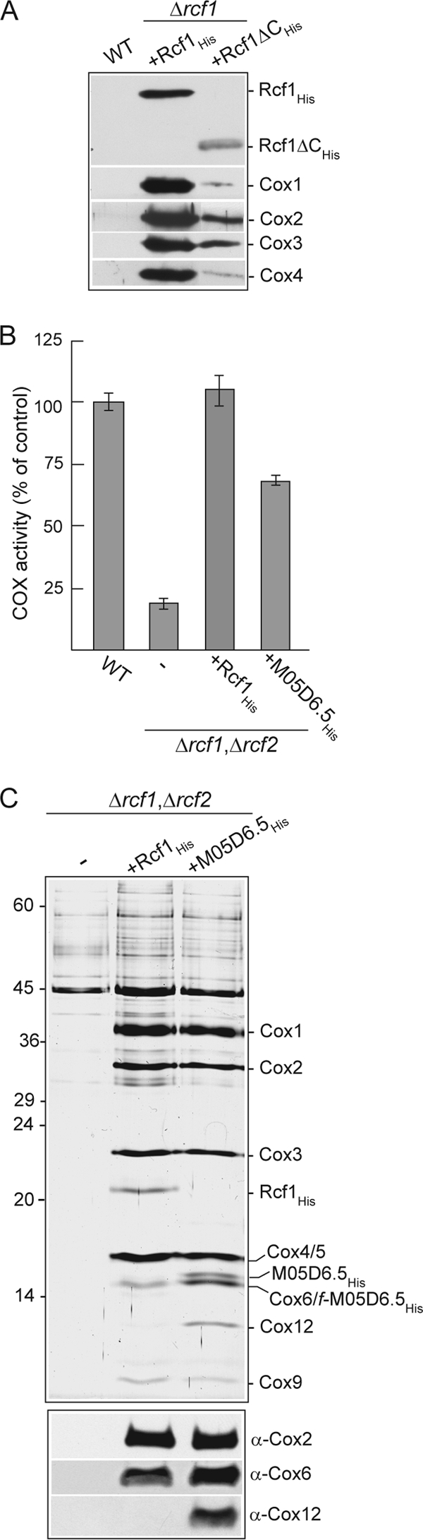 Fig 6