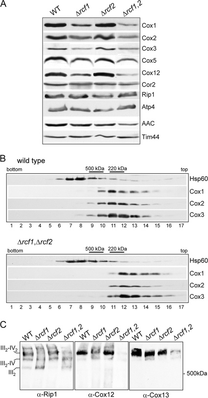 Fig 5