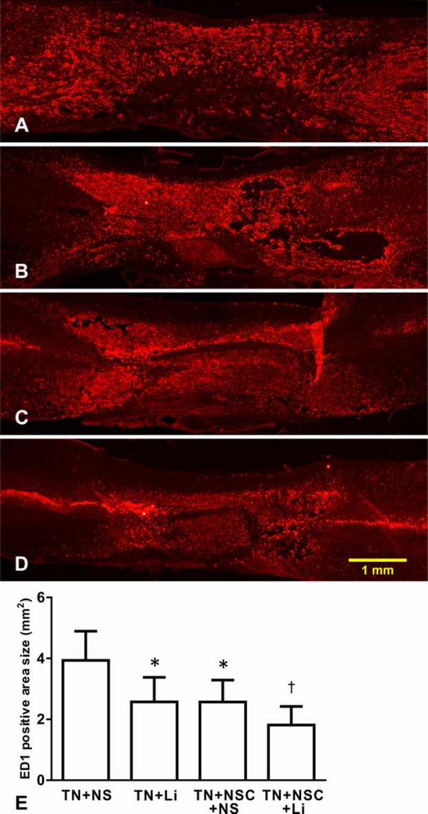 Fig. 10.