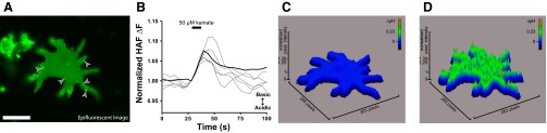 Fig. 6.