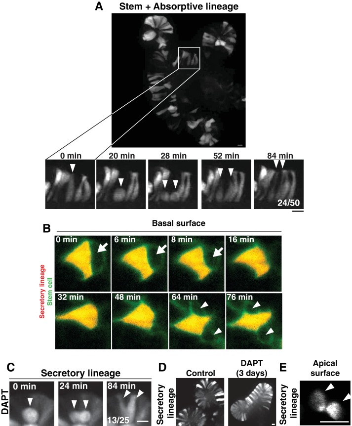 Figure 1—figure supplement 1.