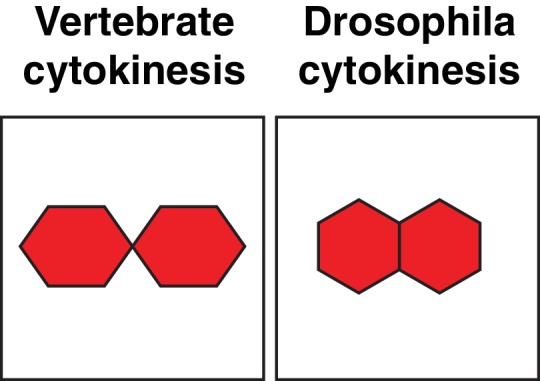 Figure 4—figure supplement 1.