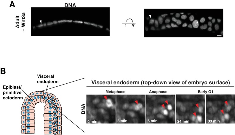 Figure 3—figure supplement 1.