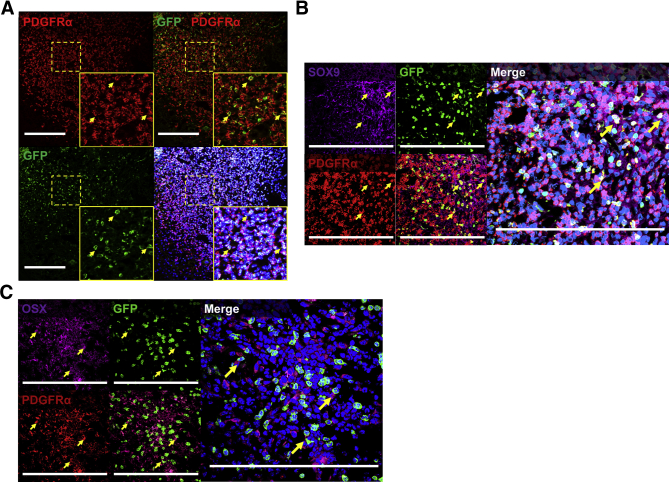 Figure 4