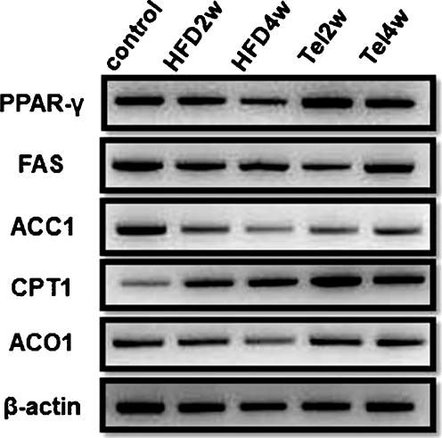 Fig. 7